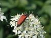 Anastrangalia sanguinolenta